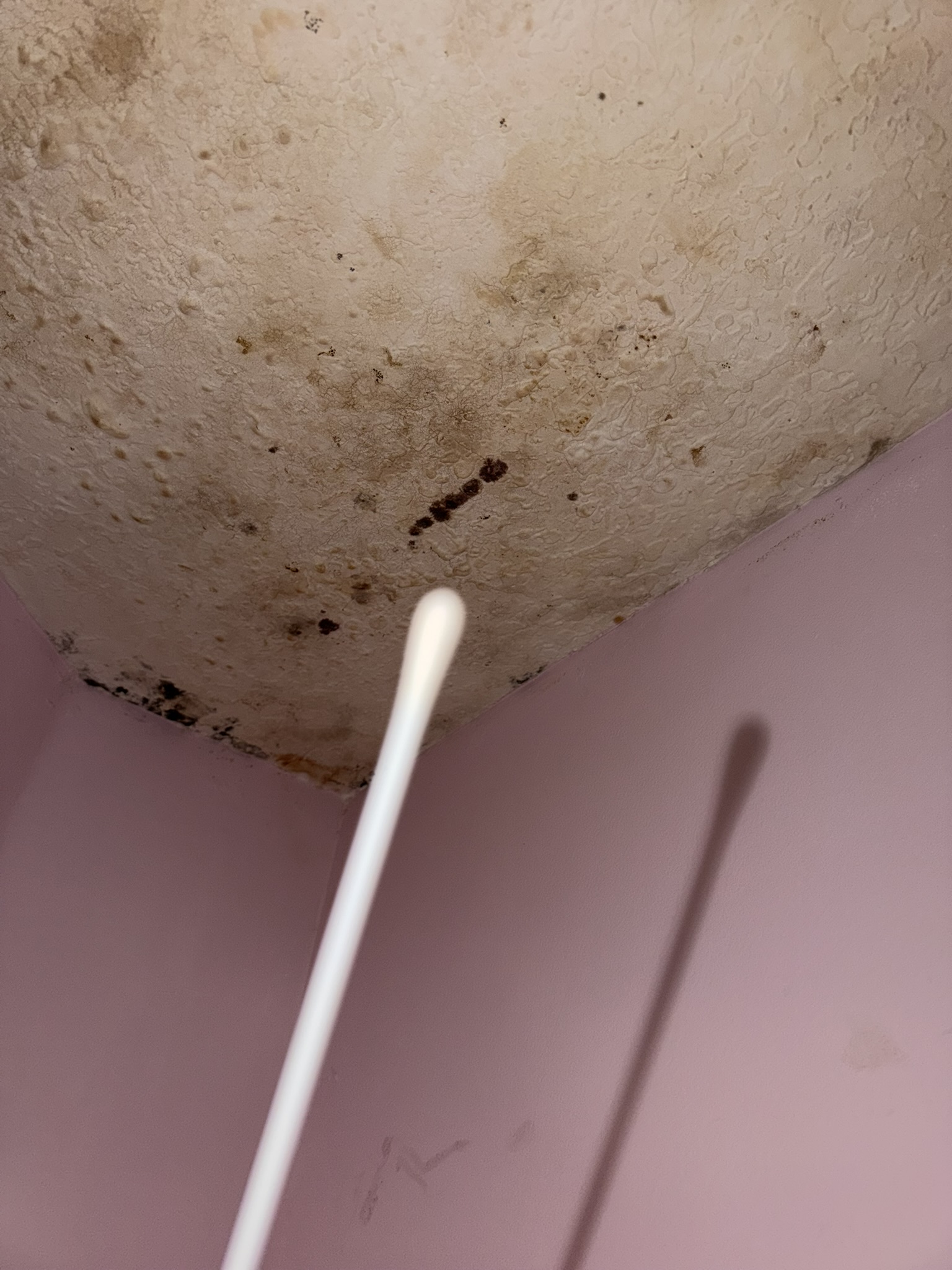 Surface swab sampling of mold growth for lab analysis